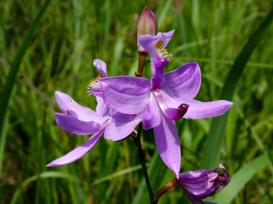 {Calopogon tuberosus}